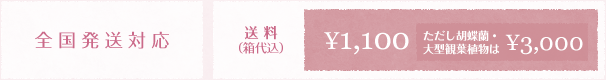 全国発送対応・送料 1,100円/ただし胡蝶蘭・大型観葉植物は3,000円